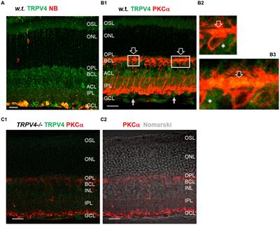 TRPV4 affects visual signals in photoreceptors and rod bipolar cells